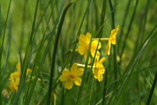 Narcissus 'Baby Moon'Borstelblad bestellen